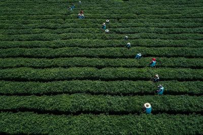 春來(lái)品春茶，貢山茶韻 一縷清香，一份醇厚