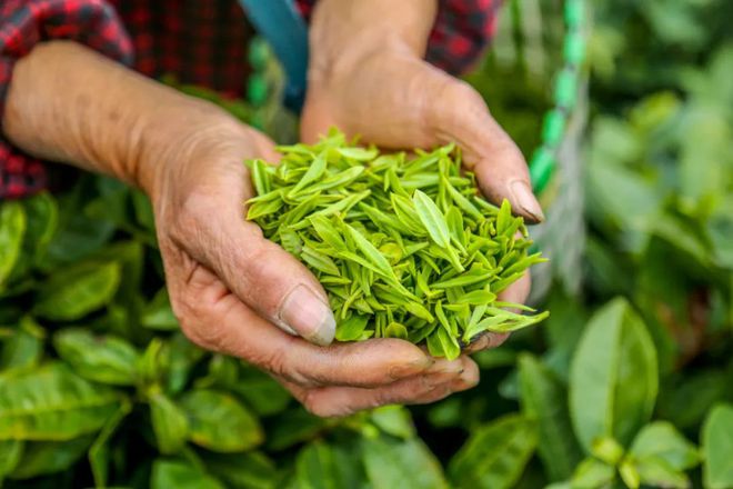 品平陽黃湯 茶香養(yǎng)胃，玉米甜香，地理標志認證的醇厚之選