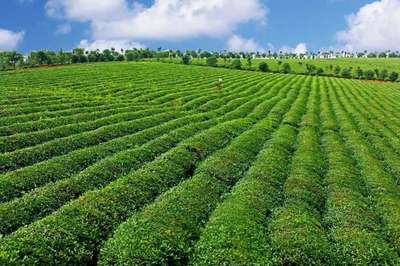 2022關(guān)鍵之年 打造楚茶品牌，助推農(nóng)產(chǎn)品與茶葉產(chǎn)業(yè)升級(jí)
