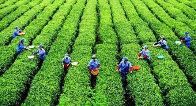 重慶區(qū)縣長(zhǎng)電視代言 賦能優(yōu)質(zhì)農(nóng)產(chǎn)品，擦亮地方品牌金名片