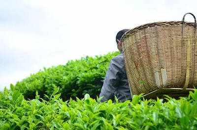 辟謠！別再給茶葉農(nóng)殘問(wèn)題交“智商稅”了