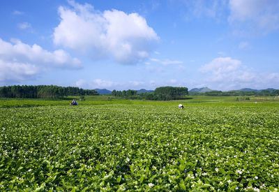 橫縣茉莉花茶榮登中國(guó)農(nóng)業(yè)品牌目錄2019，區(qū)域公用品牌再綻新芳