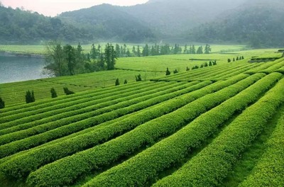 紹興十大絕美茶園，風(fēng)景如畫(huà)，宛如仙境