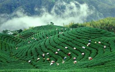 這文案，比茶還醇，比米更香！農(nóng)產(chǎn)品營(yíng)銷的爆燃新思路