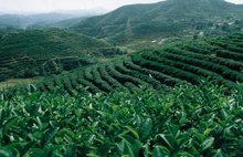 關(guān)于固始縣2012年茶葉生產(chǎn)基地建設(shè)的意見(jiàn)