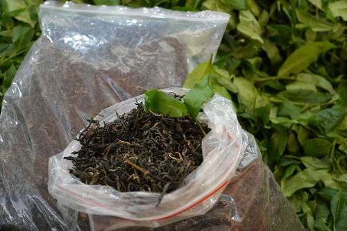 云南龍陵 一座廠房興產(chǎn)業(yè)，一片茶香富鄉(xiāng)民