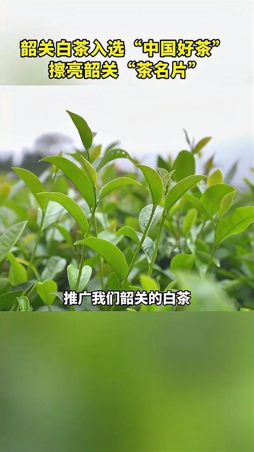 韶關(guān)白茶榮膺“中國好茶” 匠心品質(zhì)擦亮城市“茶名片”
